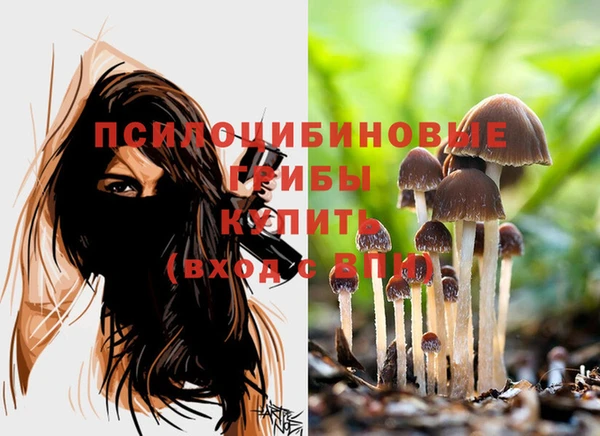 стаф Абаза